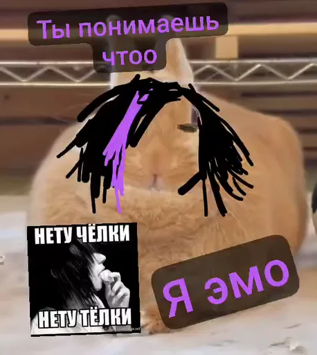 Рыжий пушистый кот с дорисованными черными и фиолетовыми волосами на голове, окруженный надписями «Я эмо» и «Нет чёлки нет тёлки».