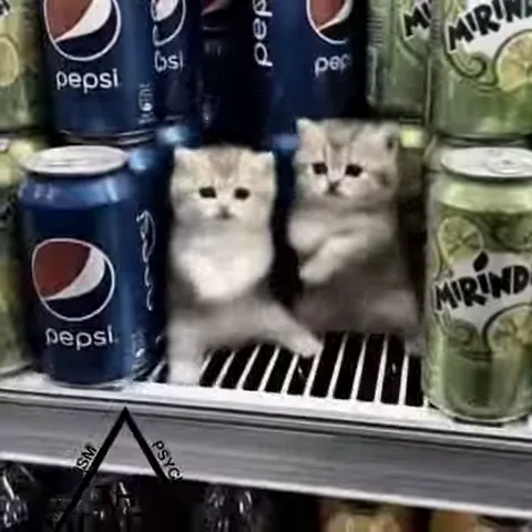 Серия анимаций с котятами, которые танцуют, сидят в коробке и находятся рядом с напитками.