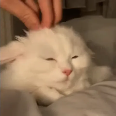 Крупный план пушистого белого кота, которому человек гладит макушку. Кот зажмурился от удовольствия.