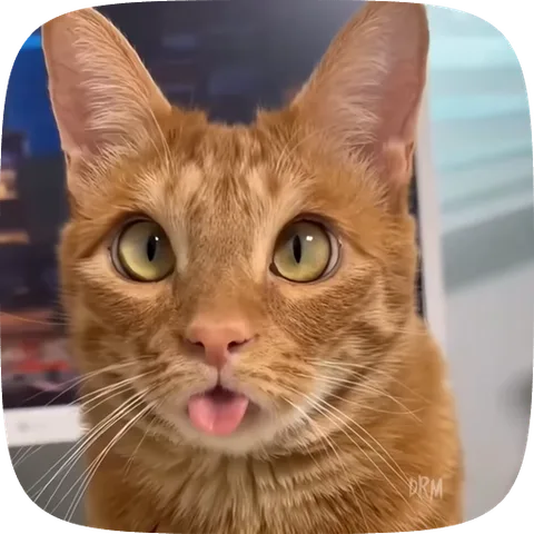 Крупный план рыжего кота с зелёными глазами, который высовывает язык на камеру.