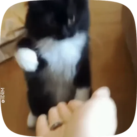 Анимация с чёрно-белым котёнком, который сидит на полу и пожимает человеку руку своими передними лапками.