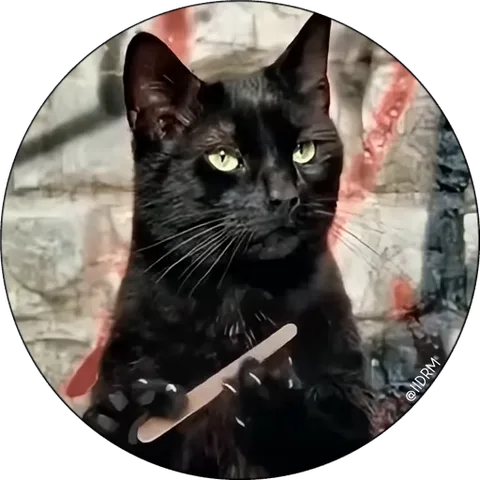 Чёрный кот играет палочкой.