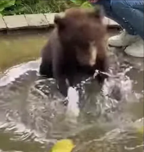 Коричневый медвежонок сидит в неглубоком бассейне с водой и энергично хлопает по поверхности воды передними лапами, разбрызгивая воду во все стороны. На заднем плане видны ноги человека в джинсах и белых кроссовках.
