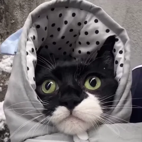 Мордашка кота в зимней одежде крупным планом на фоне снега.