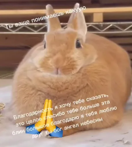 Крупный план пушистого рыжего кролика с текстом о большой благодарности и эмодзи молитвы.