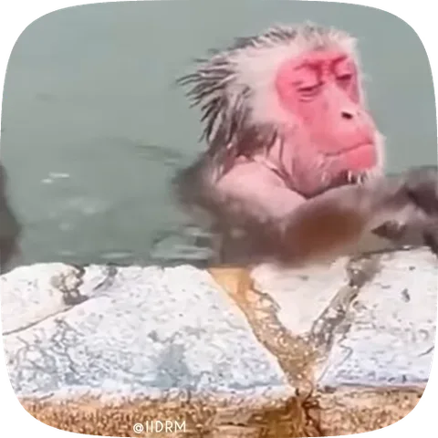 Крупный план мокрой обезьяны с закрытыми глазами, отдыхающей в воде.