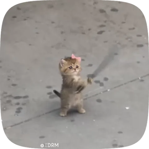 Анимация котёнка, который держит меч и делает боевые движения.