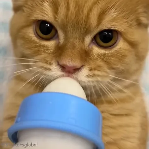 Крупный план рыжего котёнка, который пьёт из бутылочки с синим кольцом.