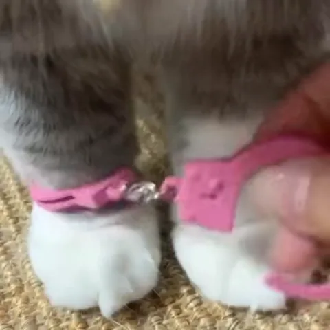 Белые кошачьи лапы, на которые человек надевает маленькие розовые пластиковые наручники.