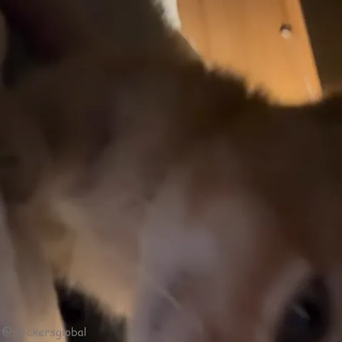 Крупный план рыжего кота, который лениво моргает и смотрит вниз на камеру.