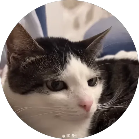 Серо-белый кот с розовым носом на прозрачном фоне, который смотрит прямо перед собой и постепенно расплывается в широкой улыбке.