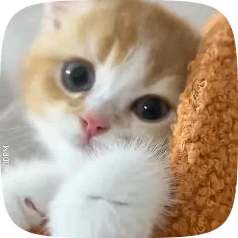 Котёнок рыжего окраса с белыми лапками и большими тёмными глазами поднимает голову вверх, опираясь передними лапами на оранжевый плед.