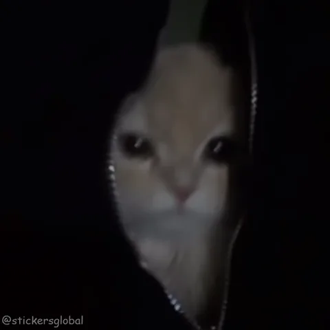 Милый рыжий котенок выглядывает из-под молнии на черном фоне.