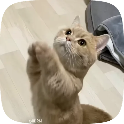 Рыжий короткошерстный кот с большими глазами стоит на задних лапах и складывает передние лапки вместе в жесте мольбы.