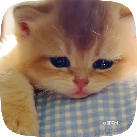 Крупный план рыжего котёнка с печальным выражением морды, лежащего на клетчатом одеяле.