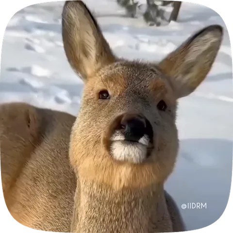 Коричневый олень на фоне снега кивает головой и закрывает глаза, демонстрируя одобрение.