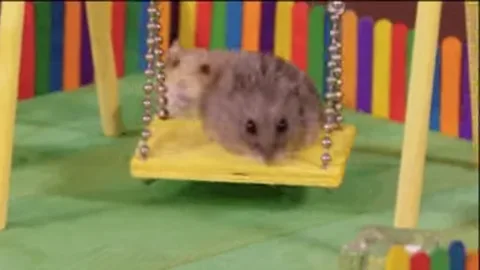 Пушистый серый хомяк на игрушечных качелях съезжает вниз на зеленый пол.