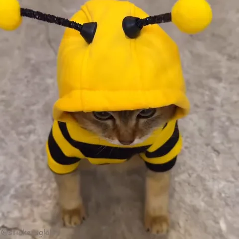 Кот в костюме пчелы