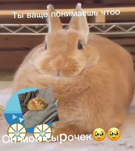 Крупный рыжий кролик на фоне полки с текстом «ты ваще понимаешь чтото» и подписью «Ой мой сырочек».