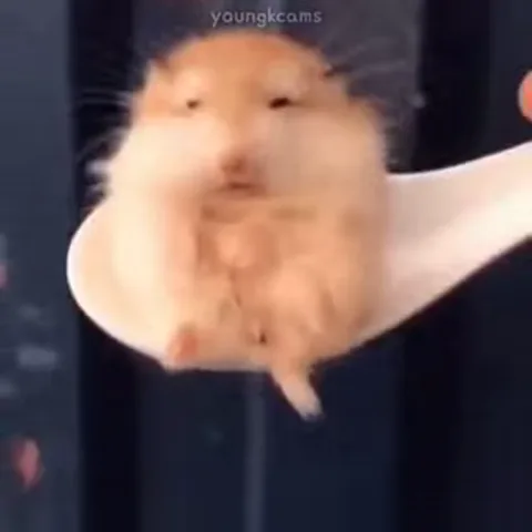 Хомяк на ложке, который затем исчезает во рту человека.