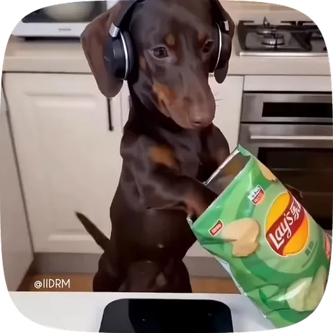 Анимация щенка таксы в наушниках, который ест чипсы Lay's на кухне.