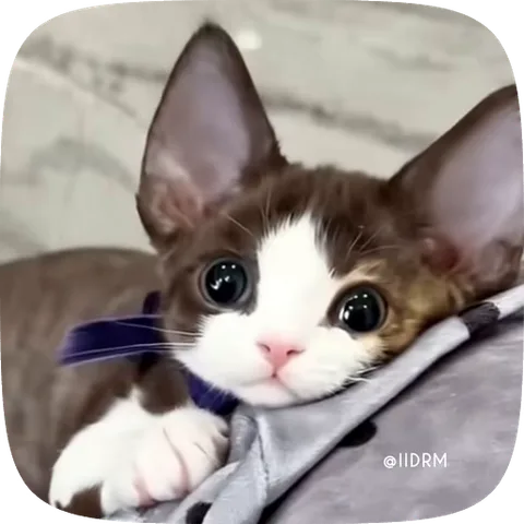 Анимация милого котёнка с большими глазами, лежащего на мягкой поверхности.