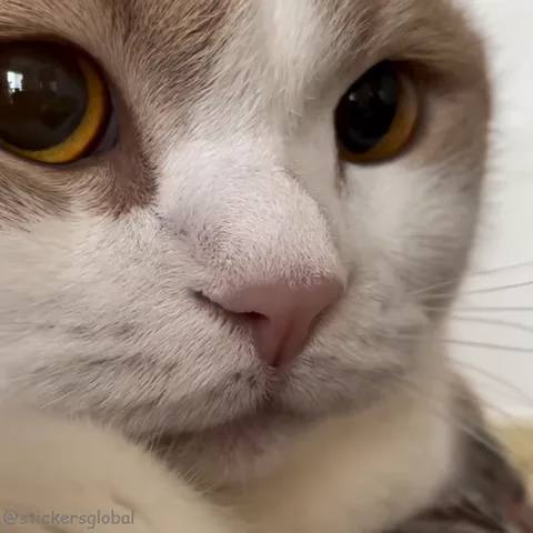 Крупный план морды бело-рыжего кота, который открывает пасть и показывает зубы.