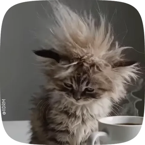 Котёнок с растрёпанной шерстью и большими глазами смотрит на чашку кофе.
