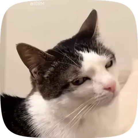 Анимация с фото белого кота с серыми пятнами на голове, который смотрит в сторону с прищуром и выражением крайнего недоверия.