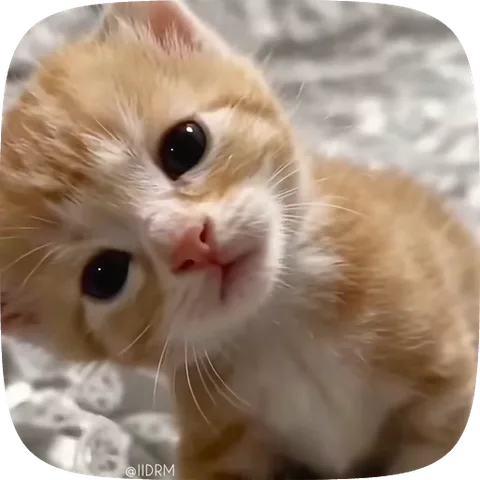 Крупный план рыжего котёнка, который наклоняет голову набок и смотрит своими большими тёмными глазами.