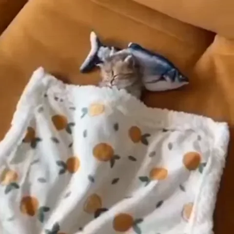 Котёнок мирно спит под пледом с апельсинами, положив голову наfish-подушку.