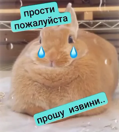 Рыжий кролик с нарисованными слезами и текстом с мольбой о прощении.