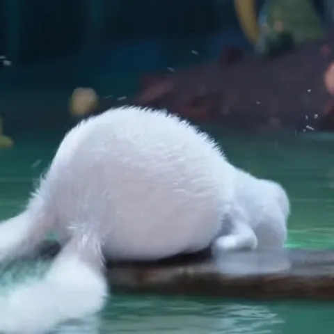 Анимация, где белый зайчик падает в воду с бревна.