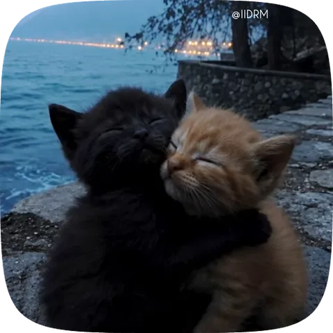Чёрный и рыжий котята нежно обнимаются на берегу моря в сумерках.