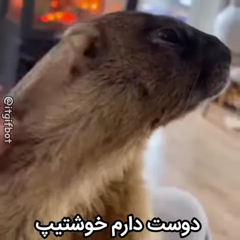 Крупный коричневый грызун с темной мордой, которого гладят по голове человеческие руки.