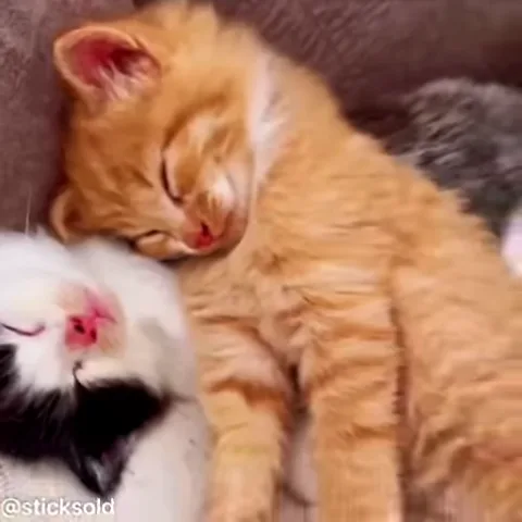 Два спящих котёнка, один рыжий, другой черно-белый, лежат в обнимку.