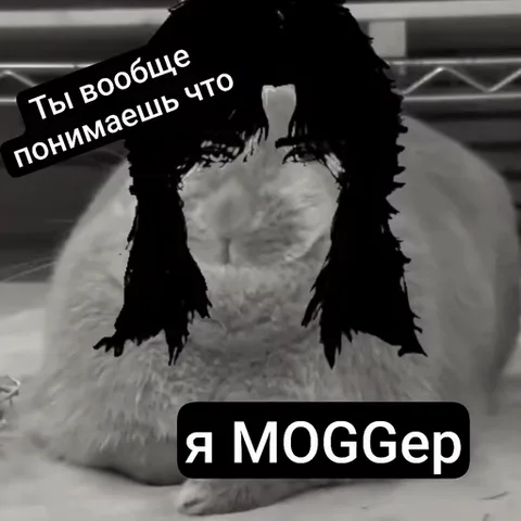 Серая полосатая кошка сидит в анфас, на её морде нарисованы длинные черные волосы с челкой и пара человеческих глаз. Сверху и снизу расположены текстовые плашки.