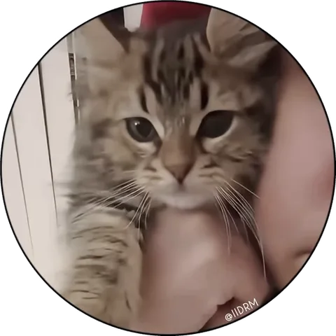 Котёнок в круге играет лапкой