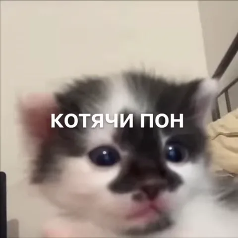 Серо-белый котёнок моргает и открывает пасть на фоне светлой стены, поверх кадра белая надпись «КОТЯЧИ ПОН».