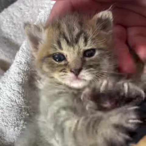 Полосатый котёнок лежит на руках и машет лапой