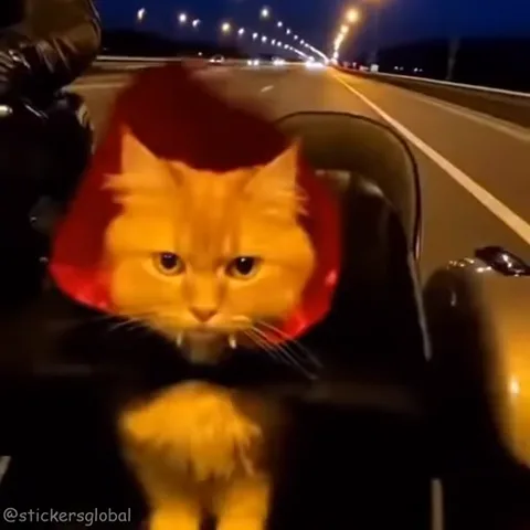Анимация рыжего кота в красном капюшоне, который едет на мотоцикле по освещенной трассе ночью.