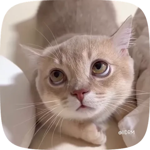 Крупный план рыжего кота с большими грустными глазами, который медленно моргает, глядя в камеру.