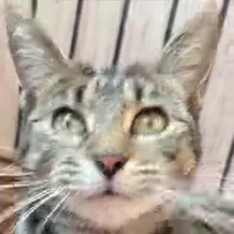 Крупный план мордочки полосатого кота, который сначала щурится, а потом широко открывает глаза от удивления.