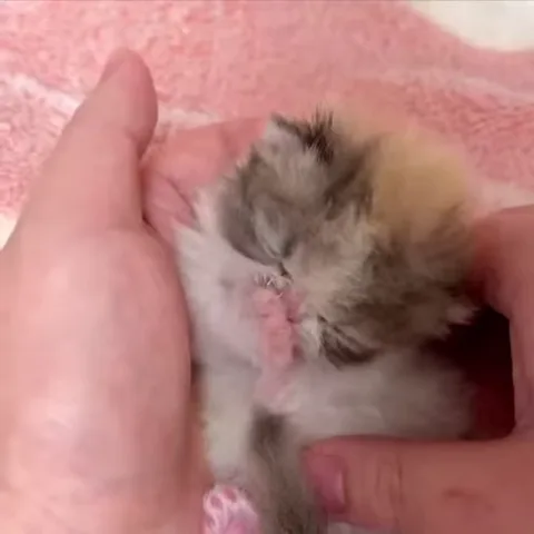 Крошечный котёнок в руках человека умывается, облизывая свою лапку.