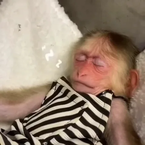 Анимация спящего существа в полосатой одежде на белом гамаке с символами сна над головой.