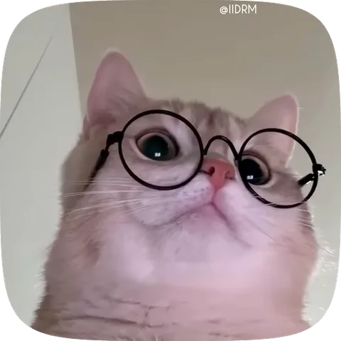 Анимация белого кота в круглых очках, который задумчиво смотрит вверх.
