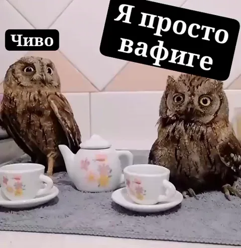 Две бурые совы сидят напротив друг друга за маленьким столиком с фарфоровым чайником и чашками. На заднем плане видна плитка. В углу кадра текст: «Чиво» и «Я просто вафиге».
