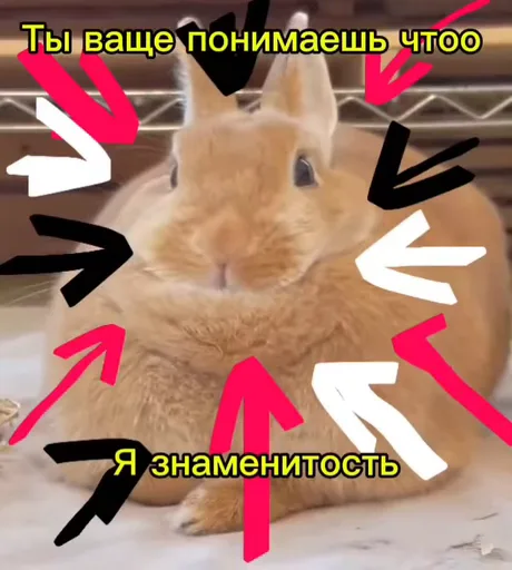 Рыжий пушистый зверек с длинными ушами окружен указывающими на него стрелками и текстом о знаменитости.