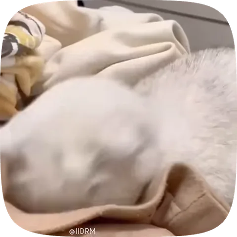 Анимация белого кота, который просыпается и смотрит на зрителя.