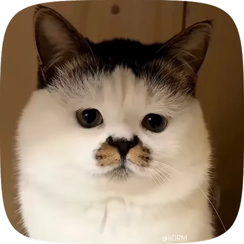 Анимация белого кота с большими грустными глазами, который медленно двигает головой из стороны в сторону.